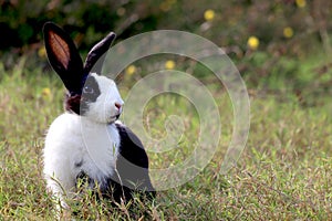 Happy cute white and black fluffy bunny with long ears on green grass nature background, rabbit in wild meadow, adorable pet