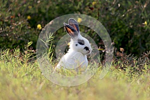 Happy cute white and black fluffy bunny with long ears on green grass nature background, rabbit in wild meadow, adorable pet