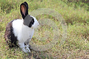 Happy cute white and black fluffy bunny with long ears on green grass nature background, rabbit in wild meadow, adorable pet