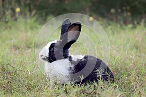 Happy cute white and black fluffy bunny with long ears on green grass nature background, rabbit in wild meadow, adorable pet