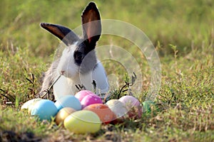 Happy cute white black fluffy Esther bunny sitting on green grass nature background with colorful Esther eggs, long ears rabbit in