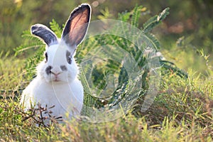 Happy cute white with black spot fluffy bunny on green grass nature background, long ears rabbit in wild meadow, adorable pet