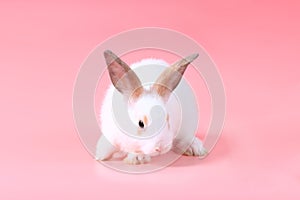 Happy cute white fluffy bunny rabbit on pink background. celebrate Easter holiday and spring coming concept