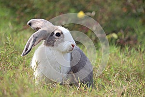 Happy cute white and gray fluffy bunny with long ears on green grass nature background, rabbit in wild meadow, adorable pet animal