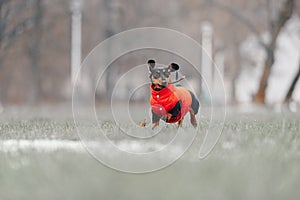 Happy dachshund dog in a red jacket playing outdoors