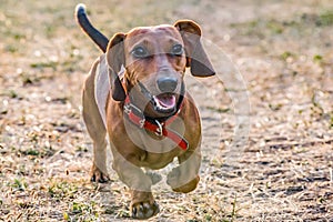 A happy dachshund dog running on meadow at summer day