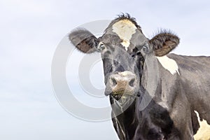 Happy dairy cow head, at right edge, mature black and white, front view, looking, blue sky background and copy space