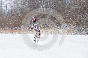 happy dalmatian dog jumping outdoors in winter.Funny active jumping and playing dog on snow outdoors in winter.Active