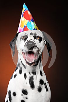 Happy Dalmatian dog in party cone