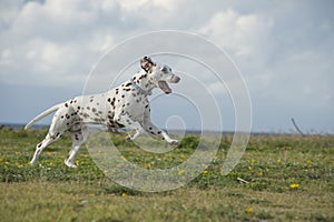 Happy Dalmatian dog running in a park photo