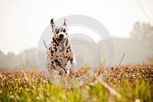 Happy dalmatian jumping