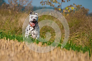 Happy dalmatian jumping