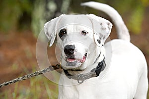 Happy Dalmatian Pointer mix dog outside on leash