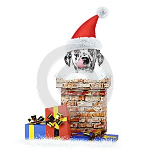 Happy Dalmatian santa dog climbs out of chimney. Isolated on white