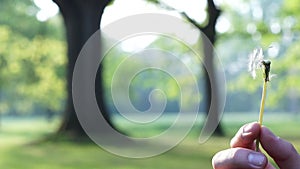 Happy dandelion blowing in the park during spring