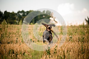 Happy dark brown dog running through the field with a stick in his teeth