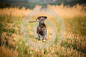 Happy dark brown dog running in the field with a stick in his teeth