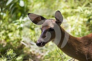 Happy deer