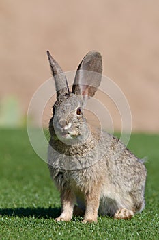 Happy Desert Cottontail Rabbit