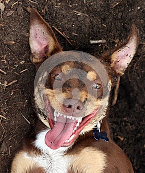 Happy dirty dog photo