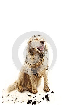 HAPPY DIRTY DOG. FUNNY MUDDY PUPPY  MAKING A FACE AFTER PLAY INA MUD PUDDLE. ISOLATED STUDIO SHOT AGAINST WHITE BACKGROUND