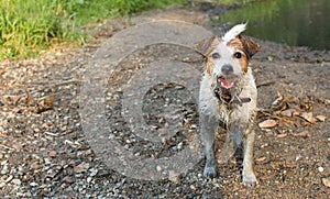 HAPPY AND DIRTY JACK RUSSELL DOG PLAYING IN A MUD PUDDLE