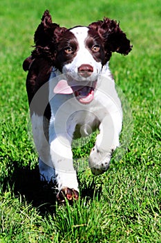 Contento il cane 