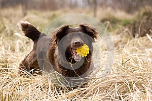 Contento il cane sfera 