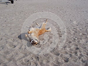 Happy dog at the beach