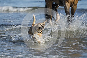 Happy dog at the beach