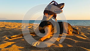 Happy dog at the beach wearing sunglasses. A cute moment.