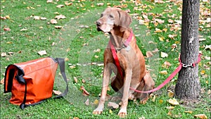 Happy dog in Berlin Charlottenburg on September 16, 2016, Germany