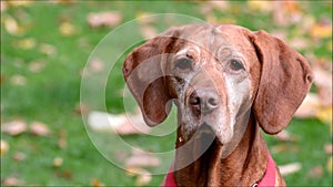 Happy dog in Berlin Charlottenburg on September 16, 2016, Germany