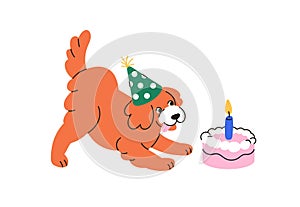 Happy dog with birthday cake, candle. Funny pet in b-day hat, cap celebrating one year. Cute puppy with holiday present