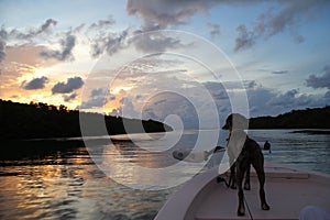 Happy Dog on a boat at sunset in Islamorada in the Florida keys photo