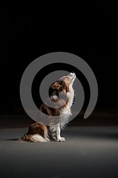 Happy dog border collie sitting in profile, studio