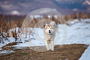 Happy Dog breed siberian husky running and playing with the toy in the winter field on mountains background
