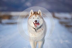 Happy Dog breed siberian husky running in the winter field on mountains background