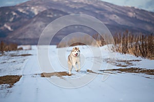 Happy Dog breed siberian husky running in the winter field on mountains background