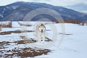 Happy Dog breed siberian husky running in the winter field on mountains background