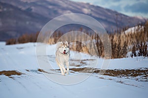 Happy Dog breed siberian husky running in the winter field on mountains background