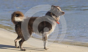 Happy dog, brown border collie ticked beach brazil
