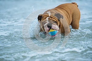 Happy dog Bulldog playing at the sea