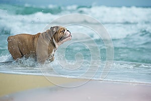 Happy dog Bulldog img