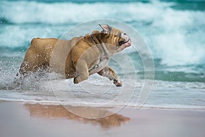 Happy dog Bulldog running at the sea