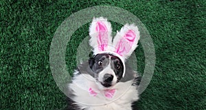 Happy dog with bunny ears laying on grass