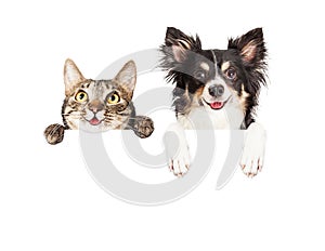 Happy Dog and Cat Over White Banner