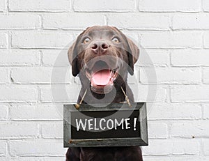 Happy dog with chalkboard with welcome text says hello welcome weâ€™re open against white brick outdoor wall