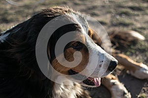 Happy dog chilling in the ground photo