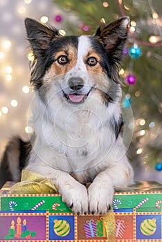 Feliz el perro sobre el regalo de navidad 